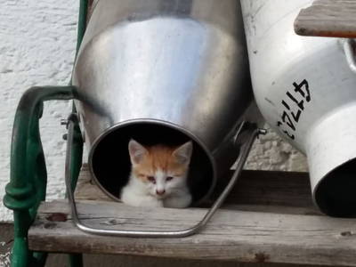 Bild 60 aus  Mitterbichlhof