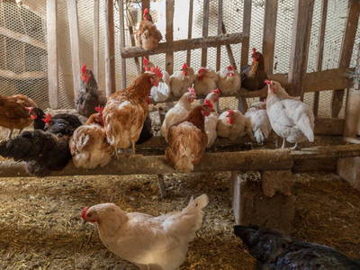 Bild 35 aus  Allgäu Bergferienhof