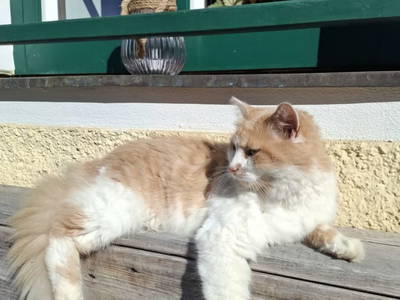 Bild 198 aus  Zehentnerhof