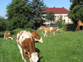 Steinursch aus Steinakirchen am Forst