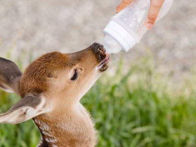 Bild 12 aus  Fuchs und Hase