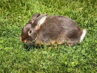 Bild 17 aus  Windischlehen