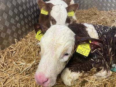 Bild 85 aus  Spöttlinghof