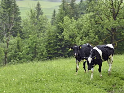 Bild 31 aus  Bauernhof Bilgeri