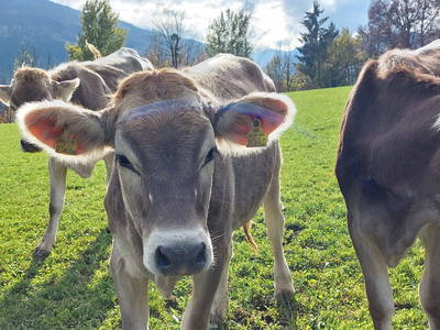 Bild 144 aus Linarhof