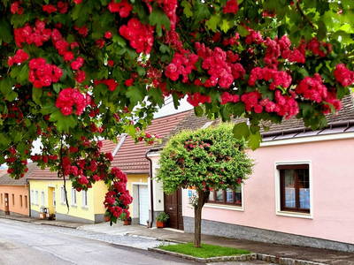 Bild 3 aus  Ferienhaus Weinviertel