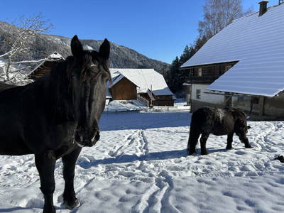 Bild 167 aus  Glatz Hof