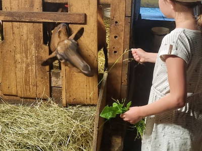 Bild 92 aus  Mortnerhof