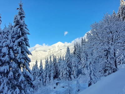 Bild 85 aus  Hartlgut