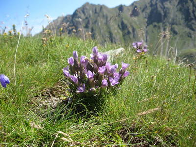 Bild 51 aus  Kinderbauernhof Ierzerhof Pitztal 