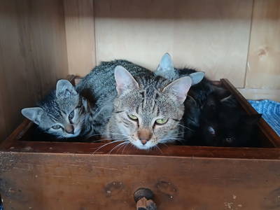 Bild 163 aus  Naturparkbauernhof - Kaiserhof