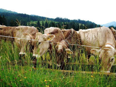 Bild 30 aus  Ferienhof Dürlinde