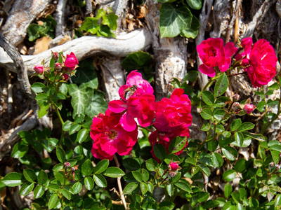 Bild 22 aus  Das Pumphaus