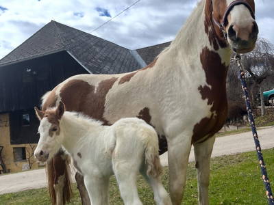 Bild 69 aus  Madritschhof