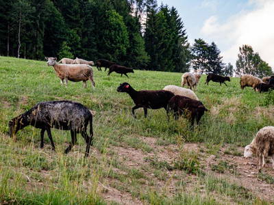 Bild 52 aus  Fuchs und Hase