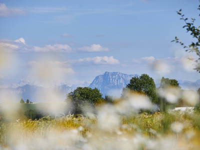 Bild 25 aus Biokräuterei Mathiasnhof