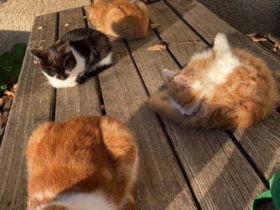 Bild 19 aus  Bio-Bergbauernhof Möslhof