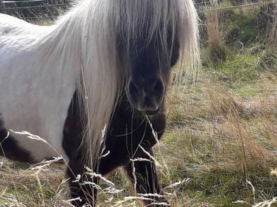 Bild 20 aus  Ferienhaus Ottenschlag