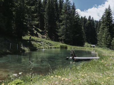 Bild 89 aus  Pension Zechnerhof