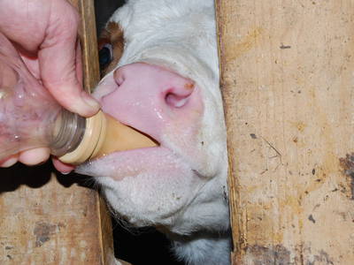 Bild 30 aus  Spathof