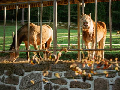 Bild 37 aus  St. Annahof