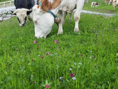 Bild 29 aus  Ferienhaus Untergrünweg