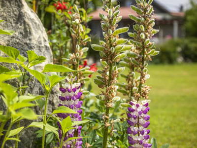 Bild 85 aus  Pointbauer