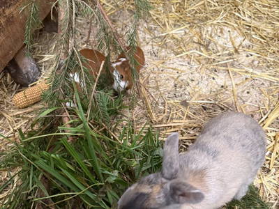 Bild 12 aus  S'Landhäuschen