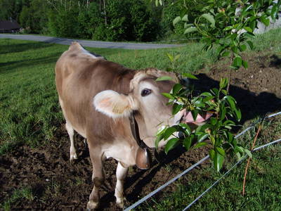 Bild 38 aus  Ferienhof Dürlinde