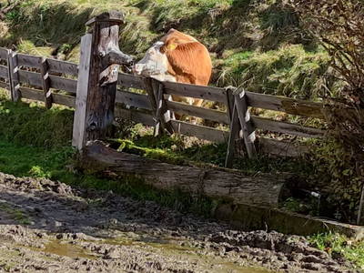 Bild 116 aus  Badlechnerhof