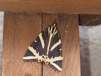 Bild 49 aus  Lackenbauer