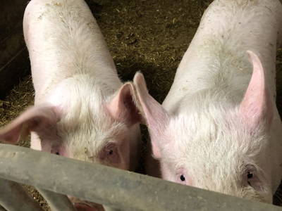 Bild 54 aus  Pirkerhof