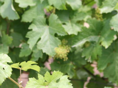 Bild 22 aus  Weingut Fam. Leopold