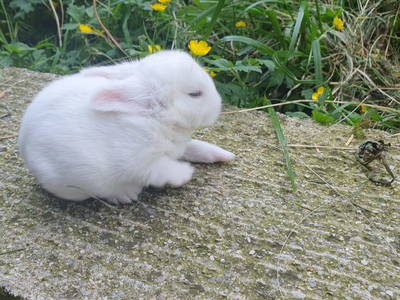 Bild 65 aus  Wicherle