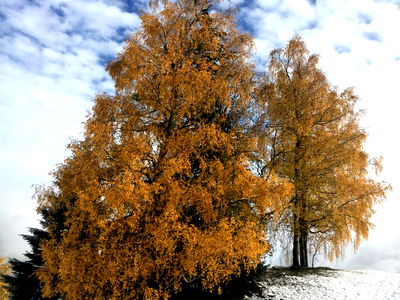 Bild 90 aus Abelhof
