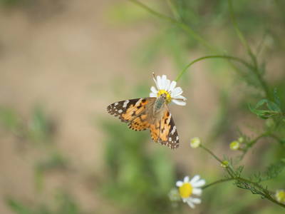 Bild 20 aus  Bauer Korl's Golchener Hof
