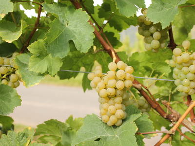 Rieslingtraube