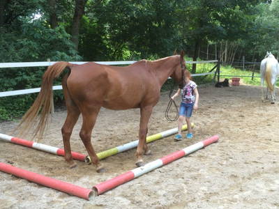 Bild 18 aus  Arabian Harmony