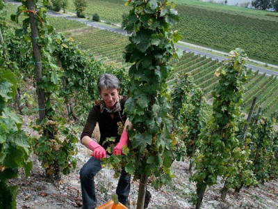 Bild 8 aus  Weingut Steffen-Herzog