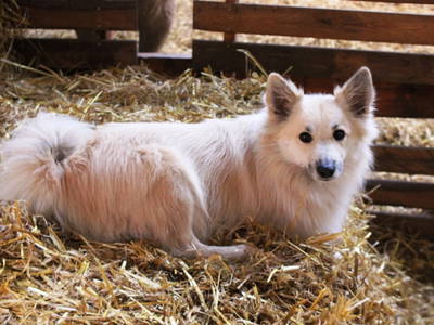 Hofhund Brynia, ein kleiner Isländischer Wolfsspitz