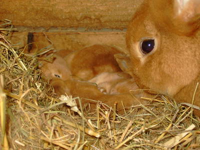 Bild 18 aus  Döllelhof Erding