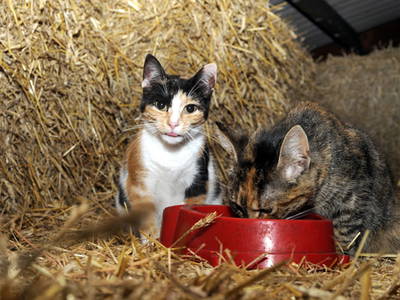 Bild 20 aus  Ferien & Freizeithof Meutstege