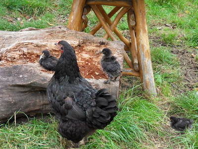 Bild 24 aus  Hubertushof Steidle