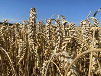 Bild 37 aus  Gut Büchenau  -  Auszeit für Erholungsuchende & Naturliebhaber