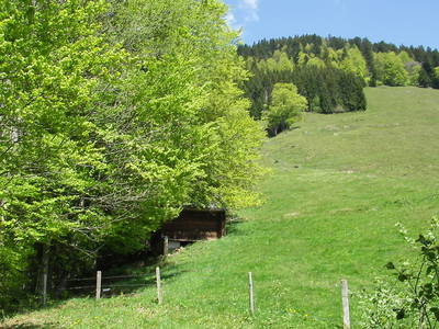 Wiese und Wald hinter dem Haus