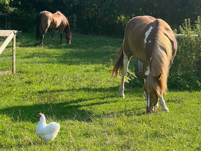 Bild 20 aus  Sande 7