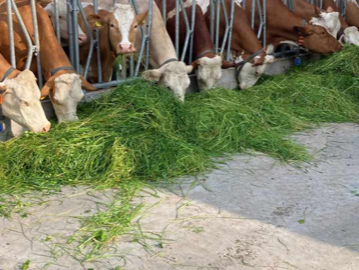 Bild 15 aus  Ferienwohnungen "Zum Baur" - Walser