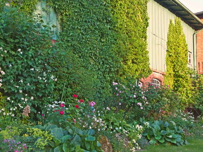 Abendsonne im Bauerngarten