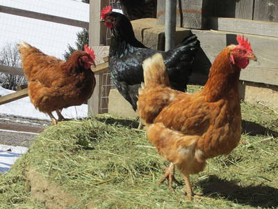 Bild 27 aus  Fillhof