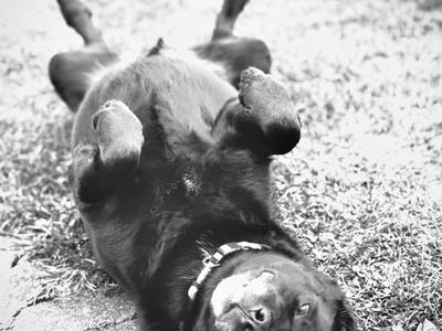 Bild 56 aus  Familien-Bauernhofurlaub im Herzen der Schweiz